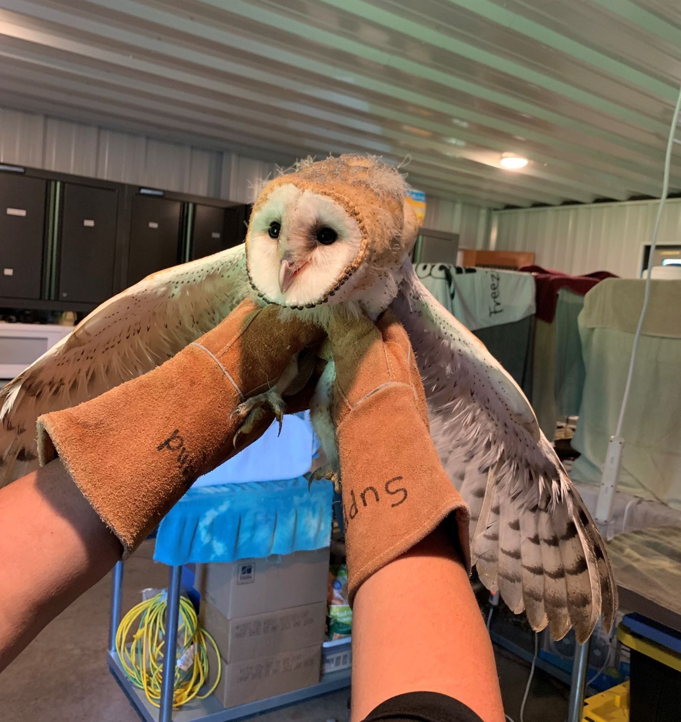 Barn owl nest spotted in La Crosse, first documented in state in more than 20 years